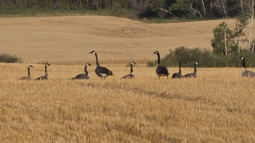 Canada Goose