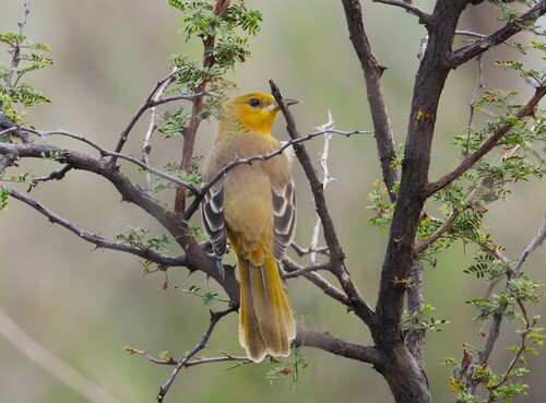 Icterus bullockii