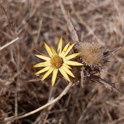 Carlina racemosa