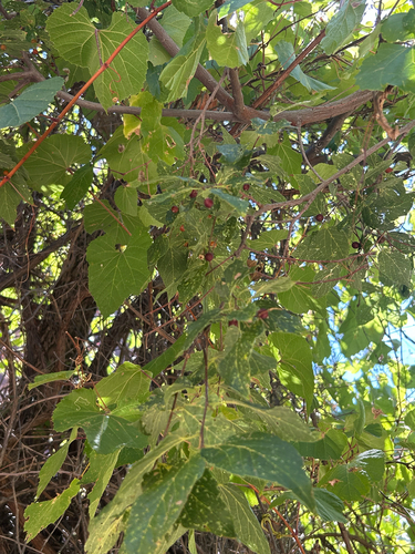canyon wild grape
