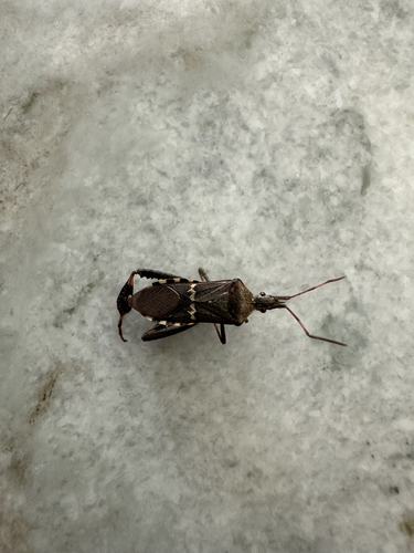 Western Leaf-footed Bug