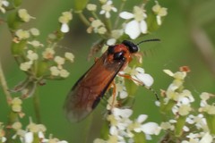 Athalia rosae