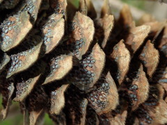 Pucciniastrum areolatum