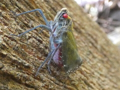 Enchophora subviridis