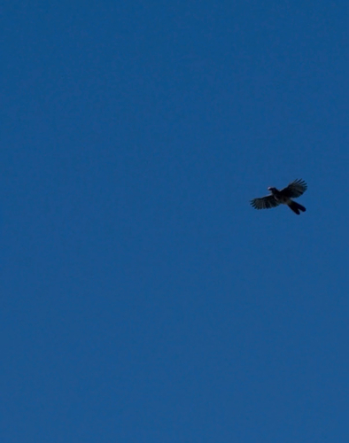 iNaturalist observation photo of Birds