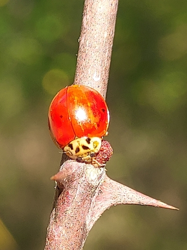 Asian Lady Beetle