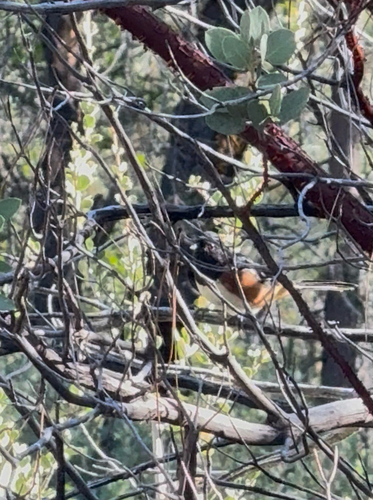 iNaturalist observation photo of Spotted Towhee