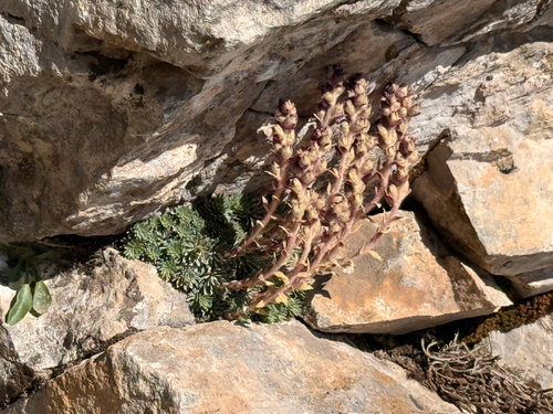 Saxifraga sempervivum, photograph 1