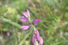 Polygala comosa, photograph (c) Edmundas Greimas, some rights reserved (CC BY)