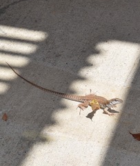 Aspidoscelis maximus