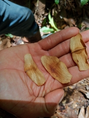 Terminalia bucidoides