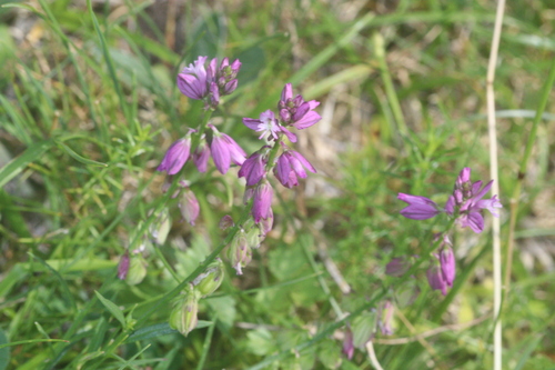 Polygala comosa, photograph 2