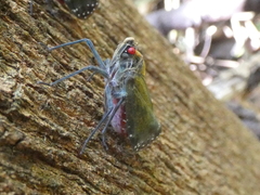 Enchophora subviridis