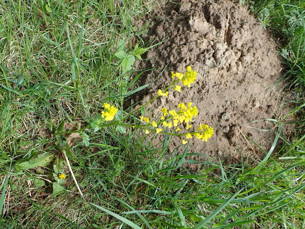 bitter wintercress from Vilniaus r. sav., Lietuva on May 15, 2020 at 02