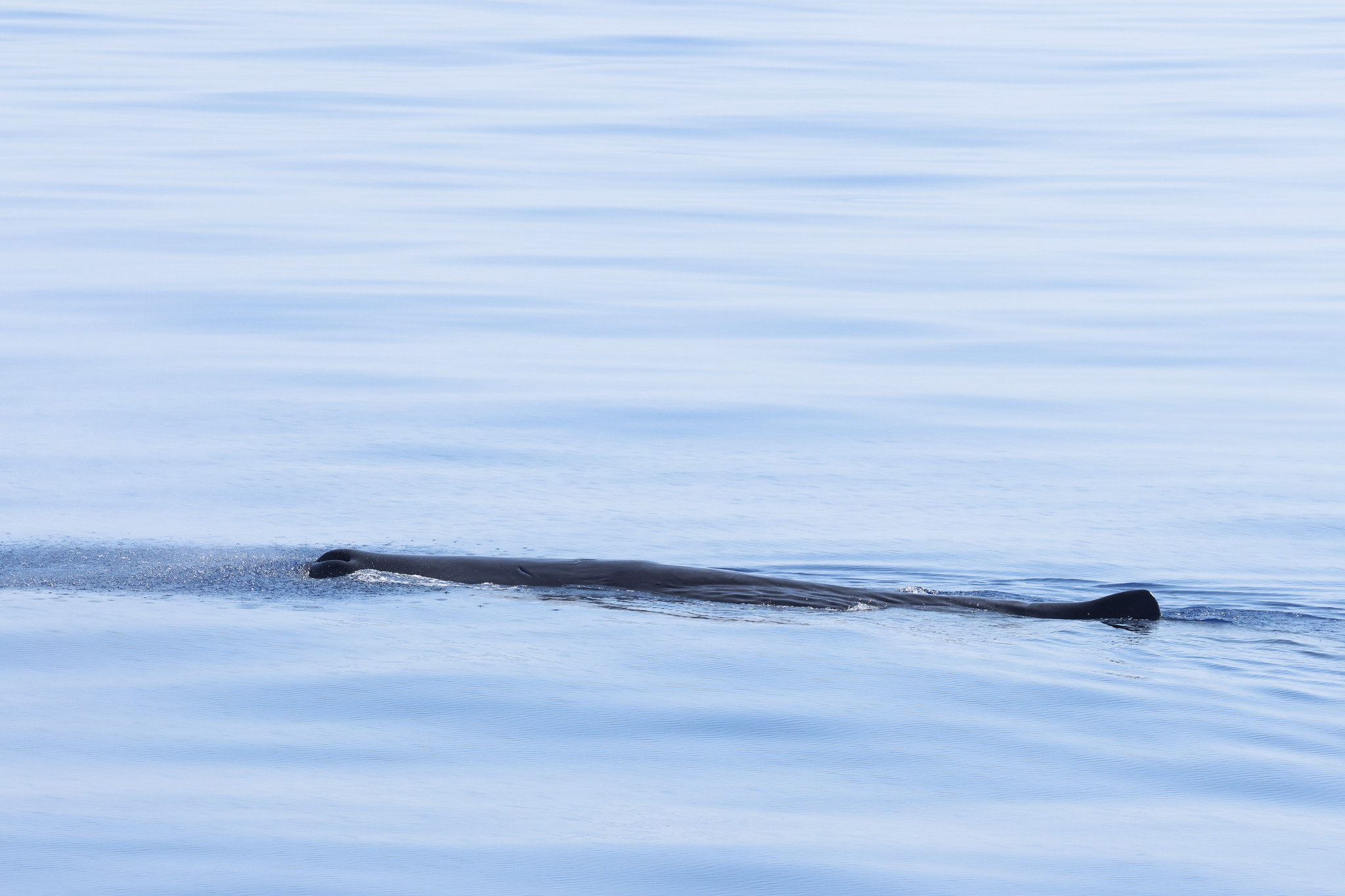 Physeter macrocephalus