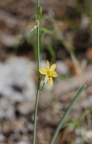 Echeandia flavescens, photograph 5