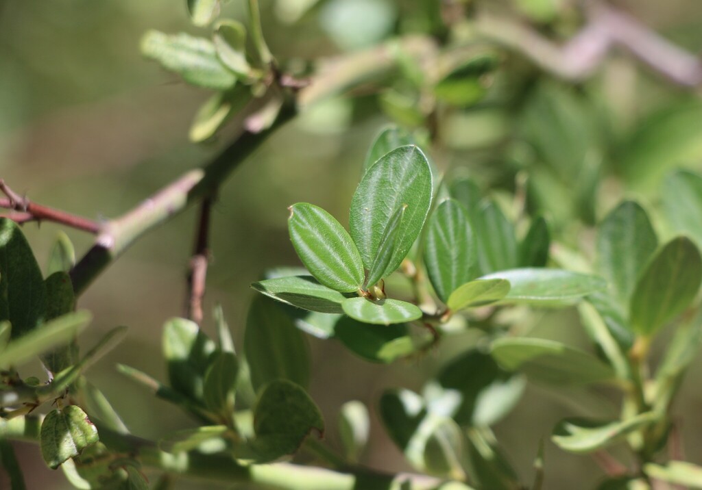 Ceanothus fendleri; photograph (c) Zihao Wang, some rights reserved (CC BY)