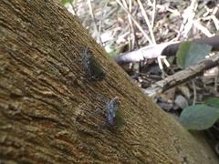 Enchophora subviridis