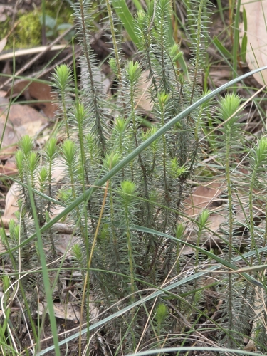 Acrotriche serrulata