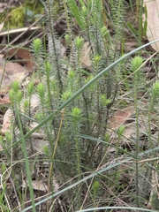 Acrotriche serrulata