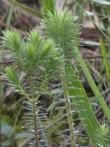 Acrotriche serrulata, photograph 2