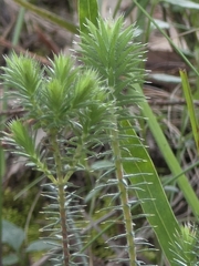Acrotriche serrulata, photograph (c) Ian Rainbow, some rights reserved (CC BY)