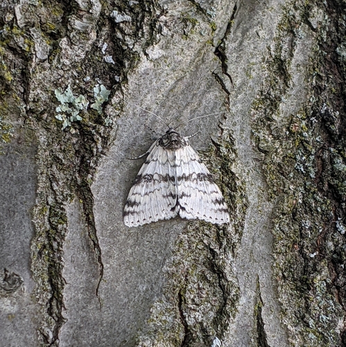 White Underwing