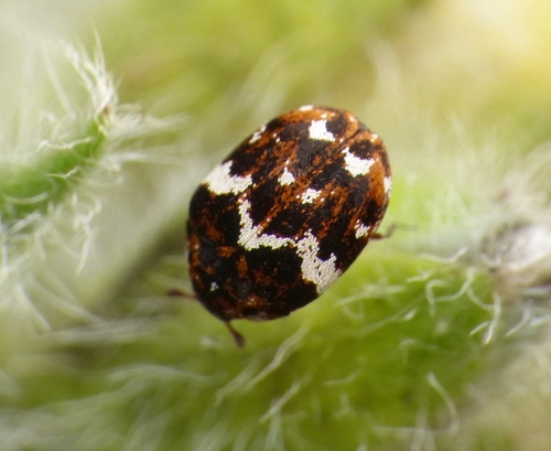Anthrenus angustefasciatus Ganglbauer, 1904