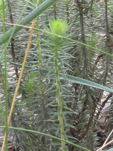 Acrotriche serrulata, photograph 3