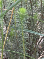 Acrotriche serrulata, photograph (c) Ian Rainbow, some rights reserved (CC BY)