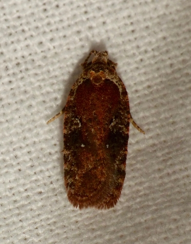 Agonopterix purpurea Haworth, 1812