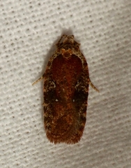 Agonopterix purpurea