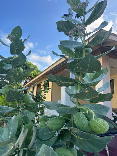 Calotropis procera observed 2026-07-30