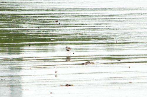 iNaturalist image