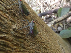 Enchophora subviridis