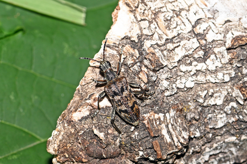 Ribbed Pine Borer