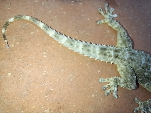 Moorish Gecko
