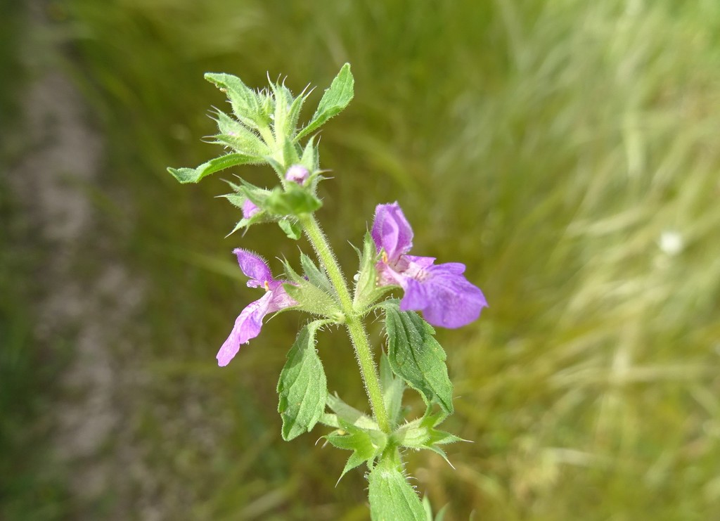 Stachys neurocalycina