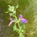 Stachys neurocalycina - Photo (c) יאיר אור, μερικά δικαιώματα διατηρούνται (CC BY-NC-SA), uploaded by יאיר אור