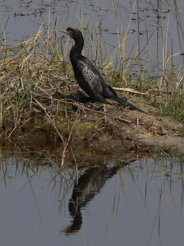 iNaturalist image