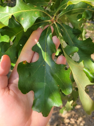 post oak