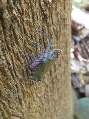 Enchophora subviridis