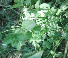 Moehringia trinervia