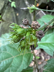 Pavonia schiedeana, photograph (c) Matteo Bellucci, some rights reserved (CC BY)