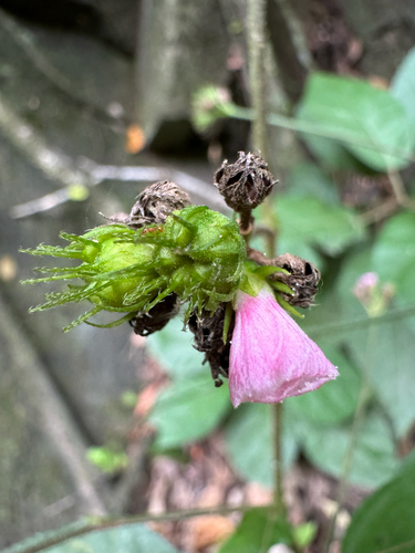 Pavonia schiedeana, photograph 4