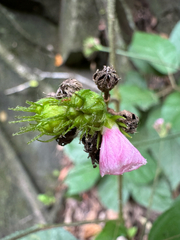 Pavonia schiedeana, photograph (c) Matteo Bellucci, some rights reserved (CC BY)