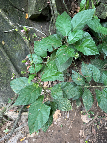 Pavonia schiedeana, photograph 6