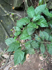 Pavonia schiedeana, photograph (c) Matteo Bellucci, some rights reserved (CC BY)