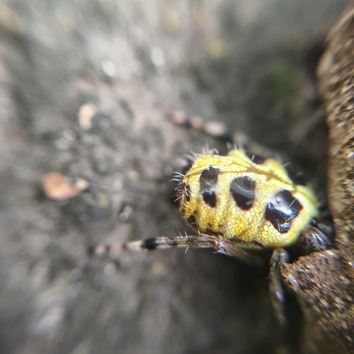 Alpaida truncata