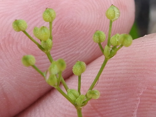 Bristly scaleseed